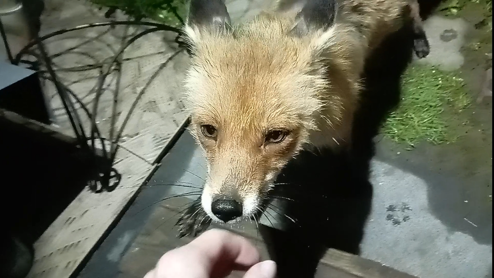 (1008) Лиса приходит в гости, Май. 2025 смотреть онлайн