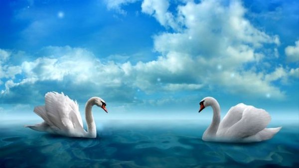 Свадебный футаж - История любви