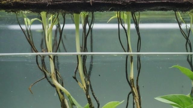 Как омолодить Антуриум из черенка. - Уход за комнатными цветами