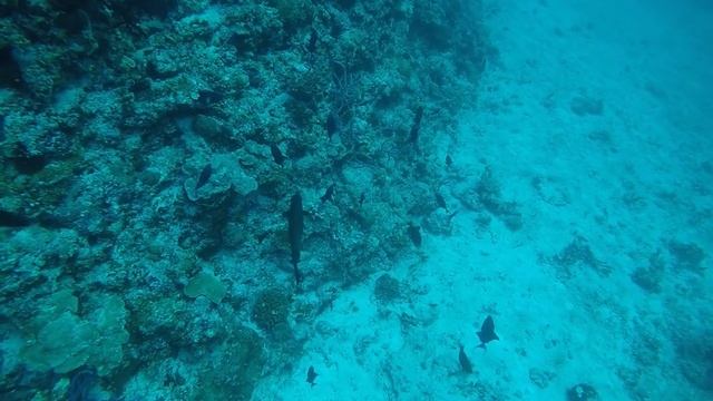 Дайвинг Мальдивы остров Расду апрель 2025 смотреть онлайн