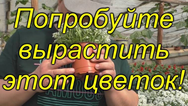🌼 Алиссум медовый — пышное цветение без хлопот! Просто и красиво! смотреть онлайн