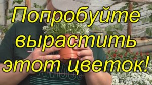 🌼 Алиссум медовый — пышное цветение без хлопот!  Просто и красиво!