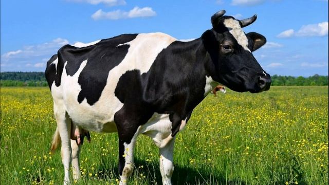 Звуки Коровы. Как Говорит Корова. Мычание Коровы смотреть онлайн