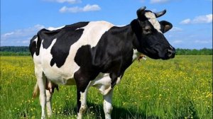 Звуки Коровы. Как Говорит Корова. Мычание Коровы