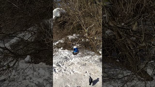 Голуби и кормушка смотреть онлайн