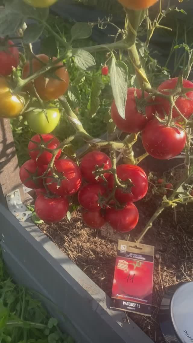 Томат Рассвет,очень урожайный