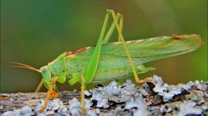 Звук Саранчи, Щебетание. Как Звучит Саранча?