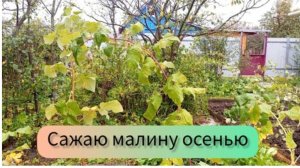 Как посадить малину. Чем заправить лунку