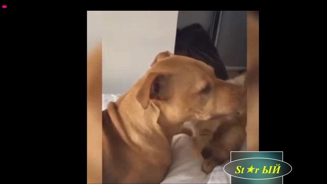 Так могут дружить только звери. Человекам на заметку