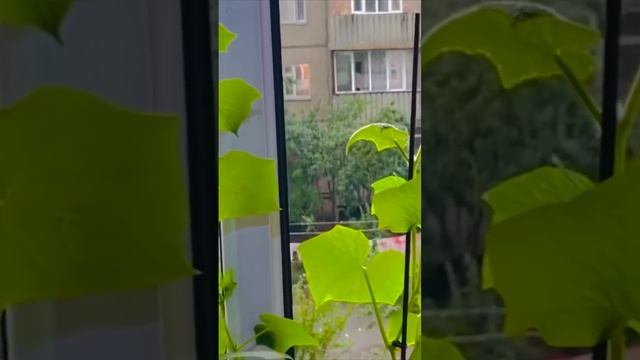 ОГУРЦЫ НА ПОДОКОННИКЕ:РЕКОМЕНДАЦИИ✅ смотреть онлайн