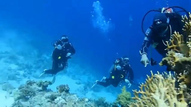 Дайвинг Египет бухта Шаркс Бей в Шарм Эль Шейхе смотреть онлайн