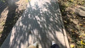 СКВИШ СОБАЧКИ|Новый сквиш котик?