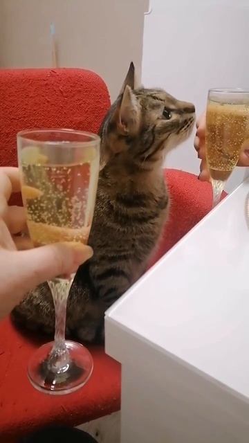 С Новым Годом, Кот!!!! смотреть онлайн