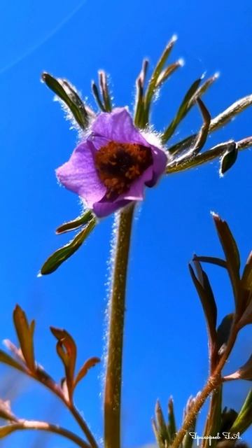 Миниатюры. Времена года и саксофон. Красивая природа смотреть онлайн