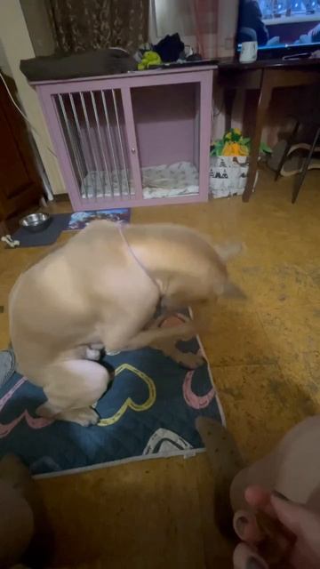 Тюльпан выполняет команду "стыдно"! смотреть онлайн