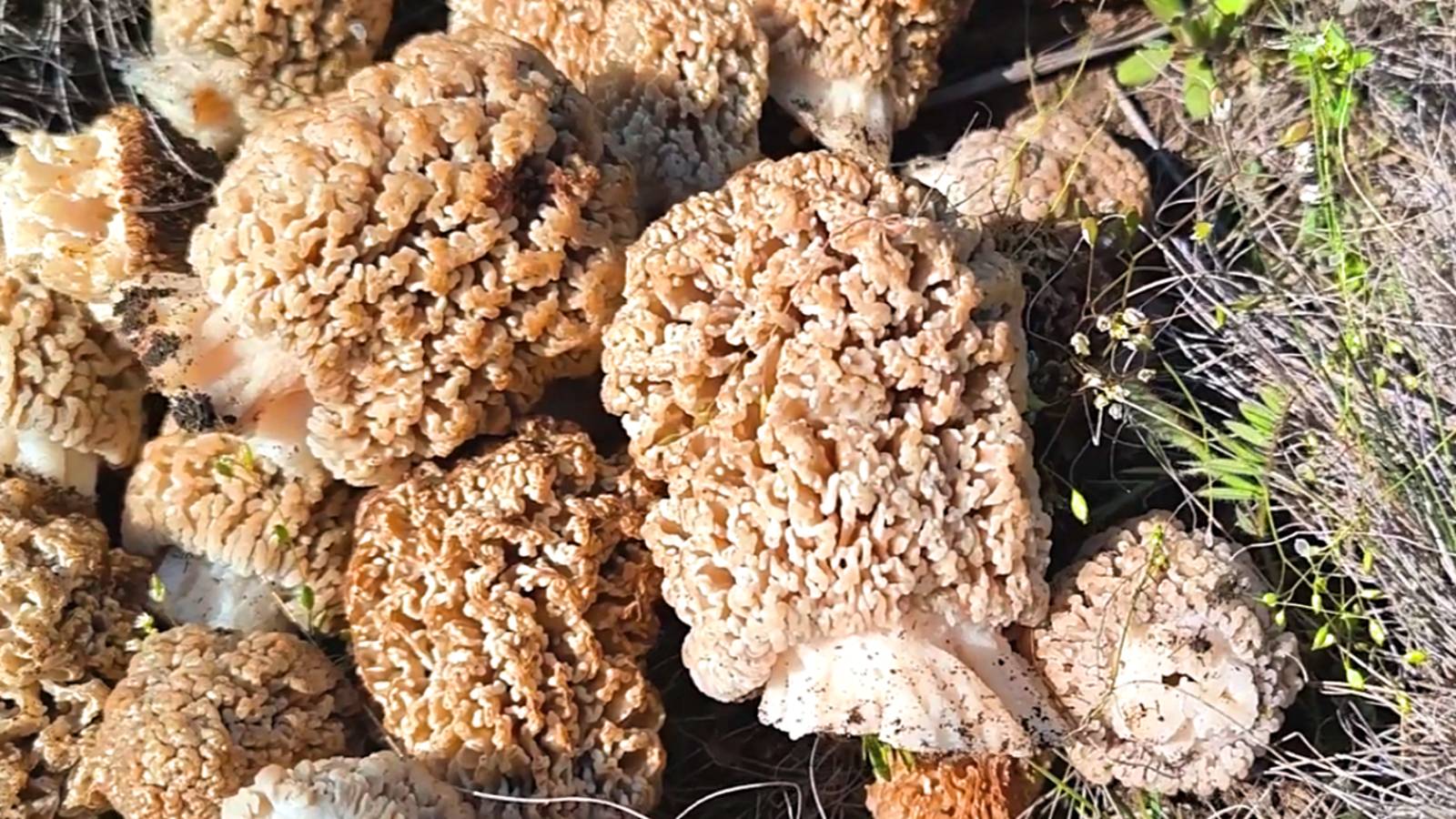 СТЕПНЫЕ СМОРЧКИ В АПРЕЛЕ 2025. СБОР ГРИБОВ. ГРИБАЛКА. ОГРОМНЫЕ СМОРЧКИ НА ПОЛЕ. смотреть онлайн