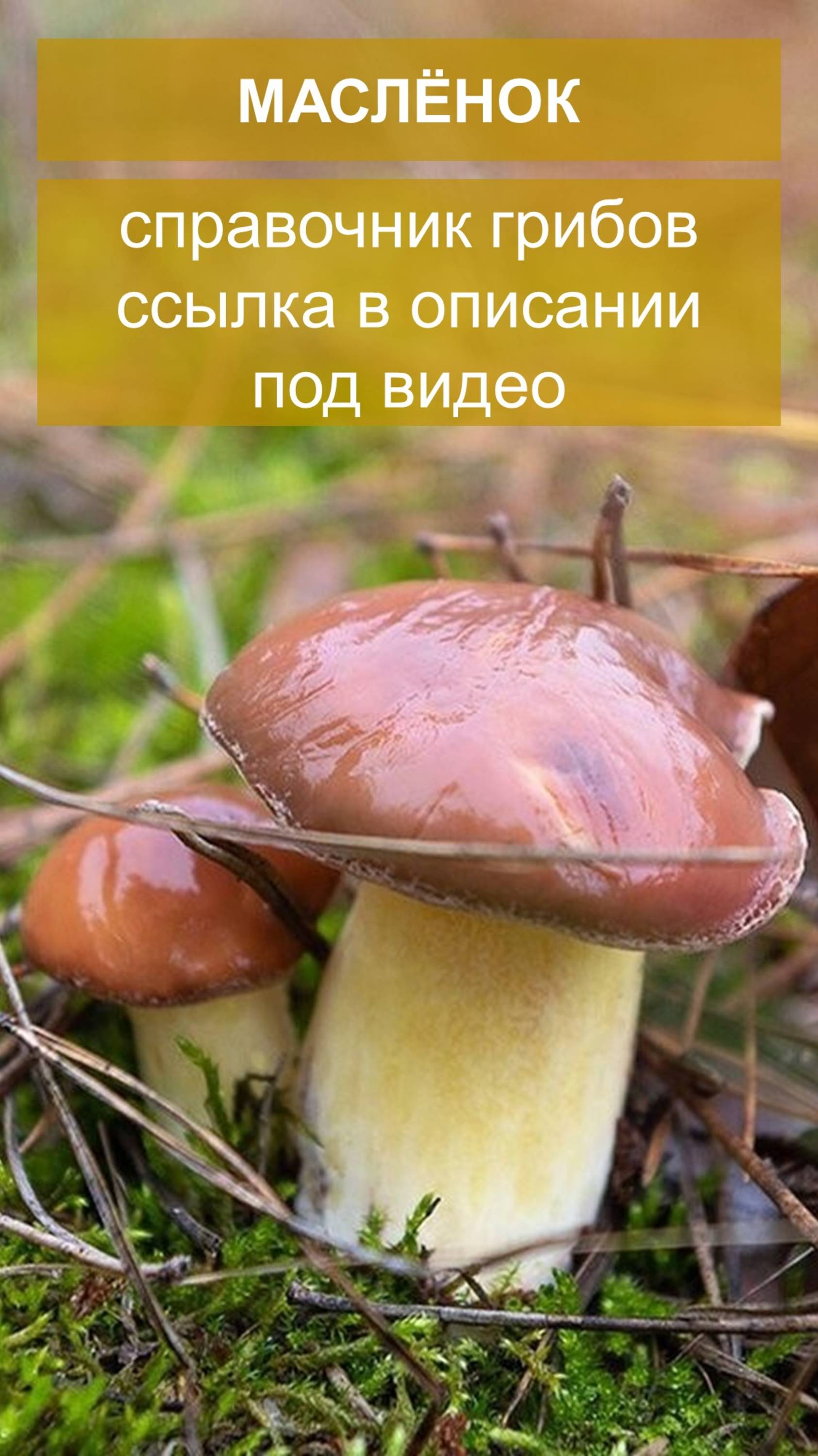 Маслёнок - справочник грибов смотреть онлайн