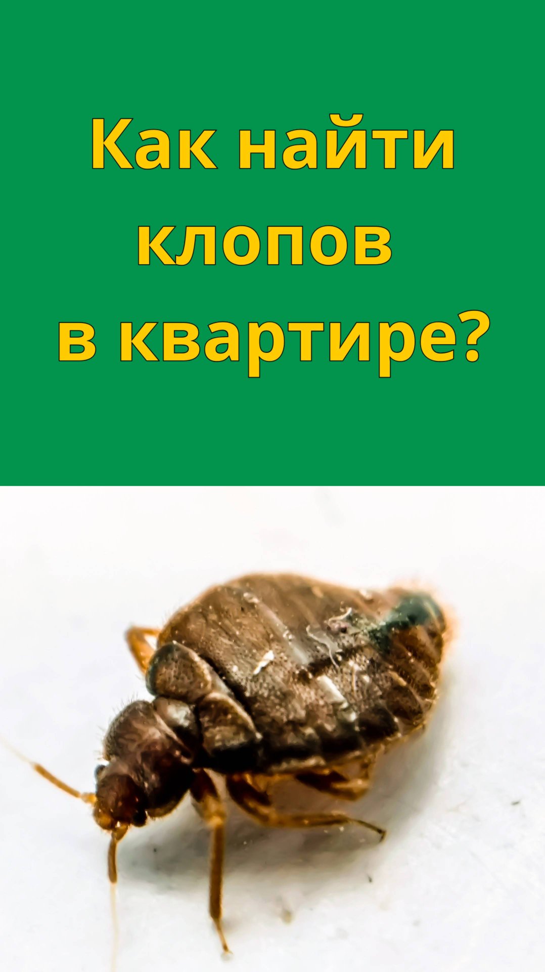 Как найти клопов в квартире?