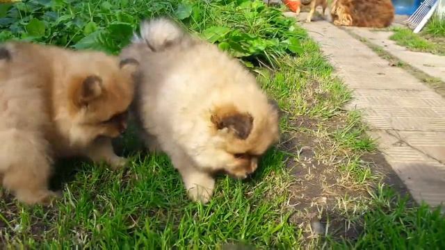 Щенки шпица померанского