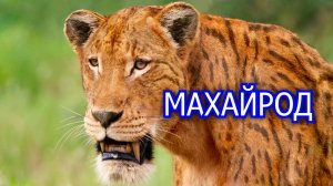 Махайрод. Саблезубый тигр миоцена. Вымершее животное. Видео про животных