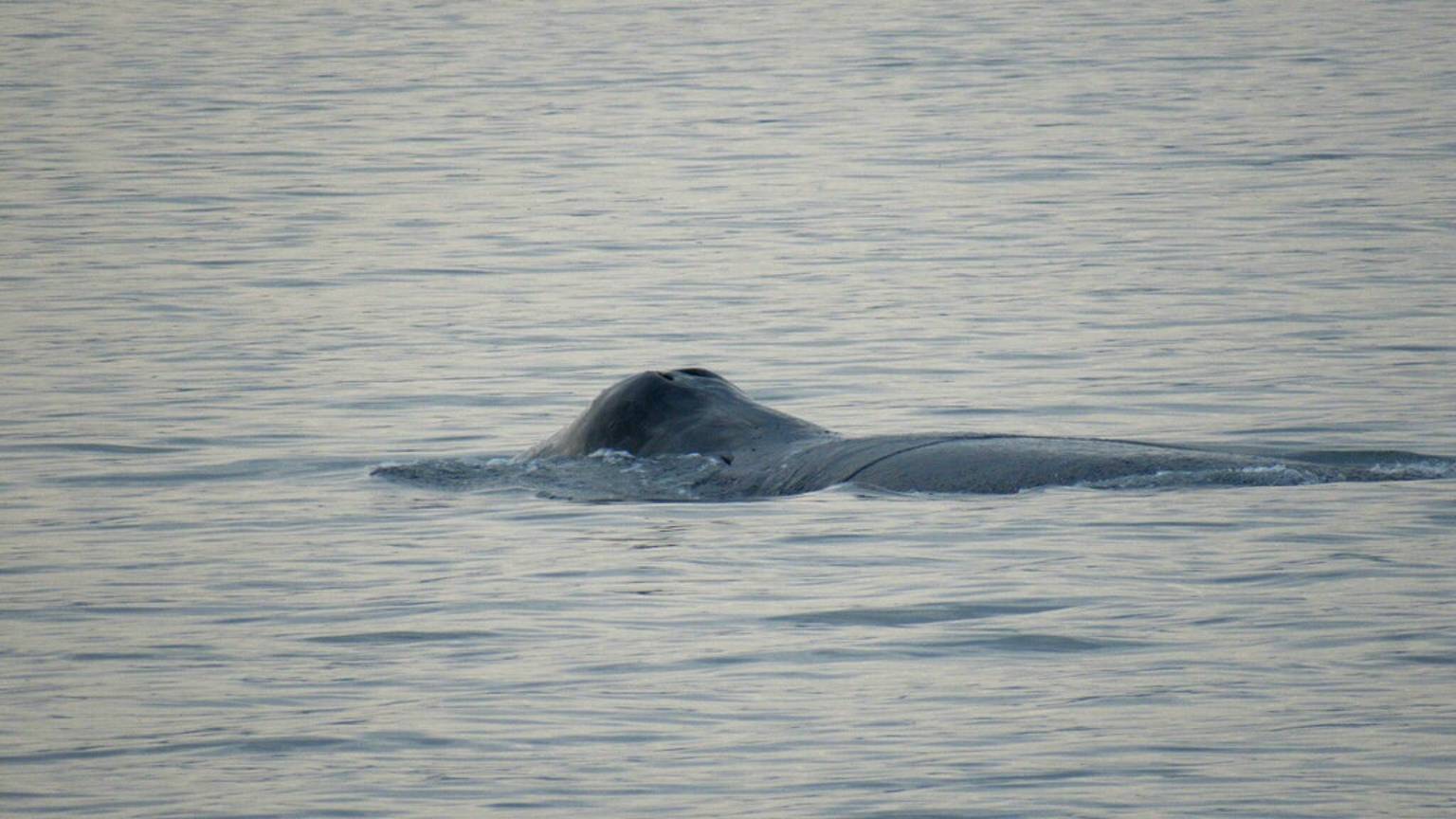 Дикая Россия, Шантары. Дыхание гренландского кита смотреть онлайн