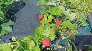 Клубника. Почему не уродились ягоды клубники или уродились мелкими?