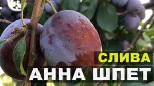 Обработка сливы от вредителей.Чем и когда.