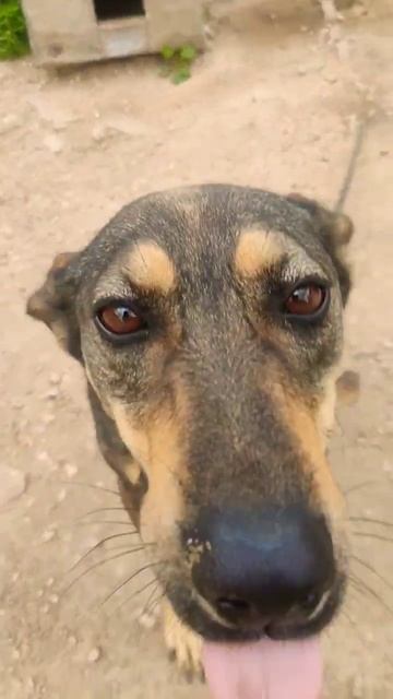 стих собаки смотреть онлайн