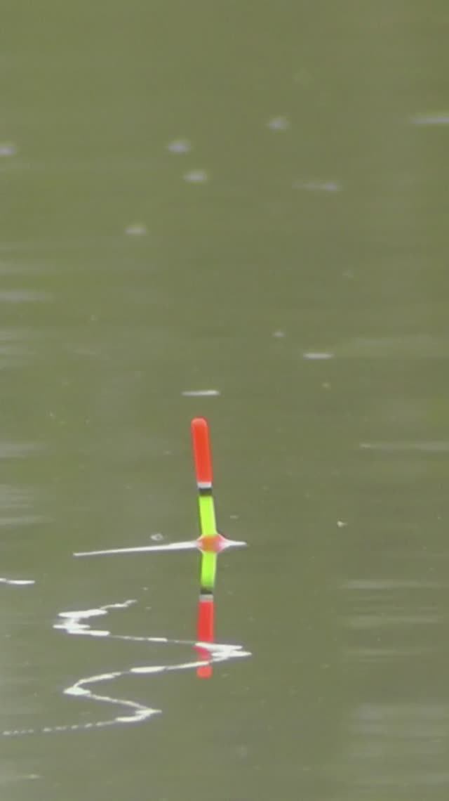 Крупный карась на секретную наживку. #рыбалка #fishing #рек #карась #поплавок #удочка смотреть онлайн