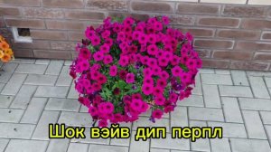 Петуния шок вейв