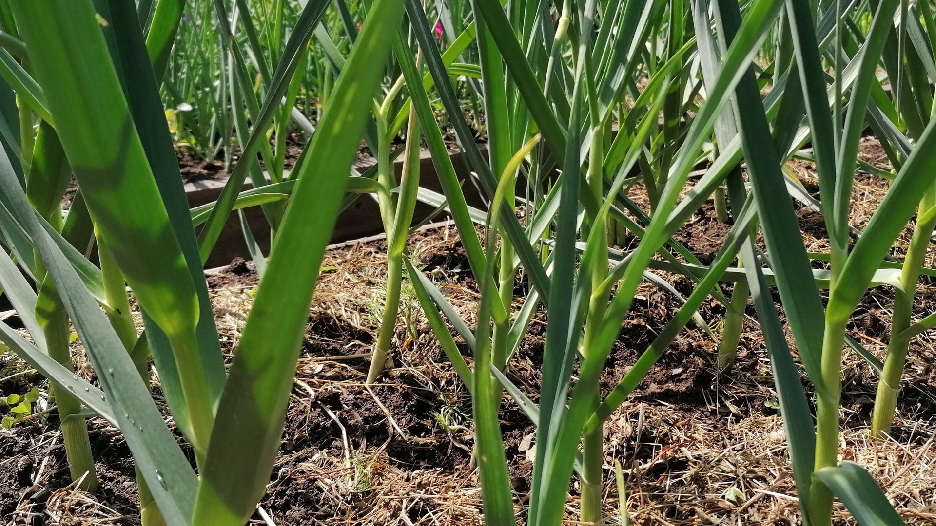 «Озимый чеснок весной: лучшие удобрения для первой подкормки, от которой зависит весь урожай» смотреть онлайн