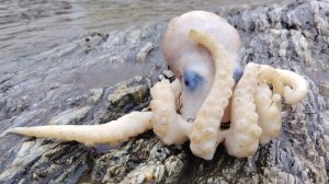 Жуткий осьминог| Морепродукты | Селёдка | Заброшенные рыбные чаны, история |Сахалин |