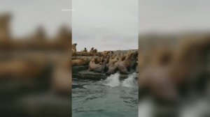 Лежбище сивучей в городе Невельск, остров Сахалин.mp4