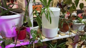 Все мои комнатные цветы!