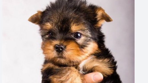 как научить собаку команде лежать 🐕