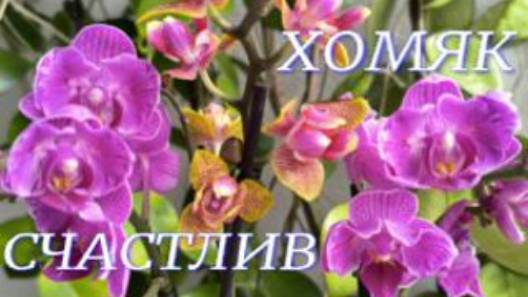 №1074/ ОХ и НАКУПИЛА!!! Хомяк СЧАСТЛИВ. смотреть онлайн