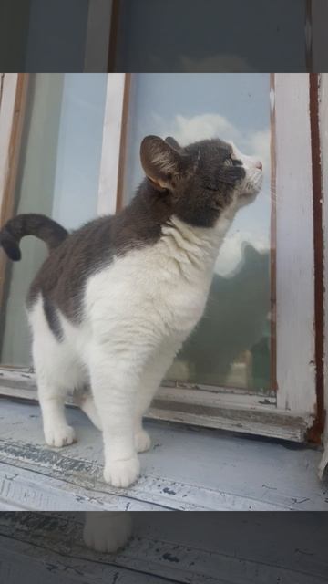 Моя кошка Луна.mp4 смотреть онлайн