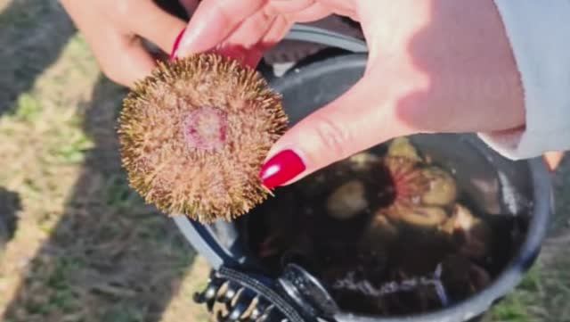 Ищем морского ежа / село Пригородное / 2 мая 2025 года