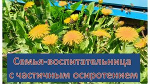 Формирование семьи-воспитательницы с частичным осиротением.