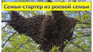 Семья-стартер из роевой семьи.