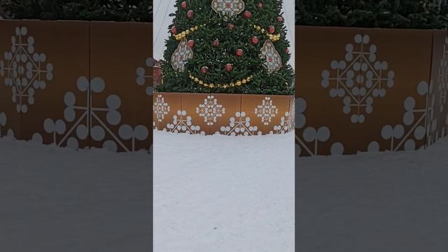 Елки в городе.Christmas trees in the city.