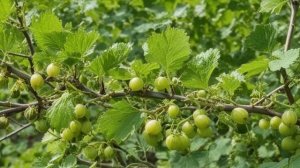 Как обрезать крыжовник после сбора ягод - Советы для сада