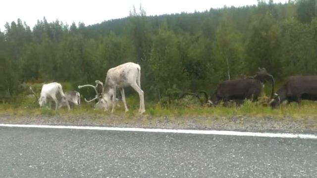 Олени-5 смотреть онлайн