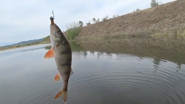 ЛОВЛЯ ОКУНЯ НА ДЖИГ С БЕРЕГА. смотреть онлайн