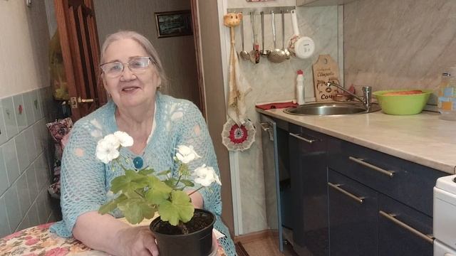 Пеларгония белая/Уход/ И Как размножить смотреть онлайн