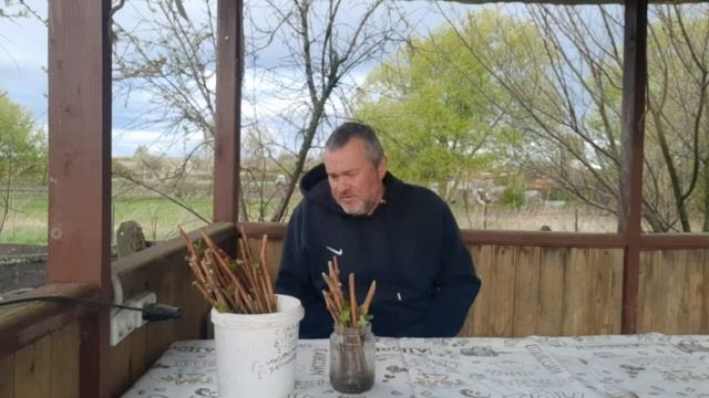 Укоренение чнренков винограда. Ошибки и работа над ошибками.