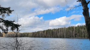 и вновь ...осиновая роща