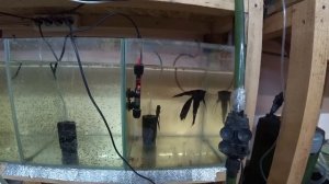 Забрал личинку тернеции, зачем Скаляриям отдых. Будни Аквариумиста.