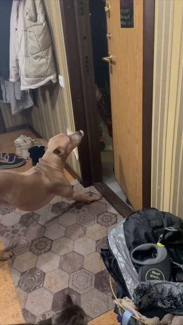 Тюльпан встречает хозяев с работы смотреть онлайн