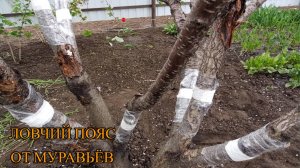 КАК СДЕЛАТЬ ЛОВЧИЙ ПОЯС ДЛЯ ЗАЩИТЫ ПЛОДОВЫХ ДЕРЕВЬЕВ ОТ МУРАВЬЁВ (ТЛИ).